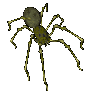 une petite araignée pour la route